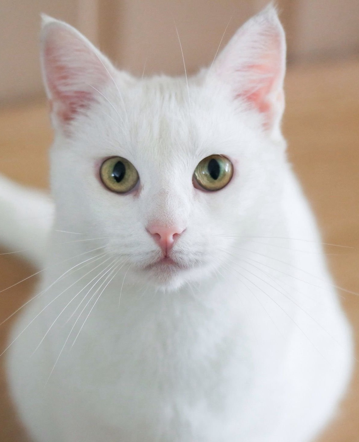 Анатолійська Кішка - Інформація про породу кішки, Фото, Догляд, Історія ...