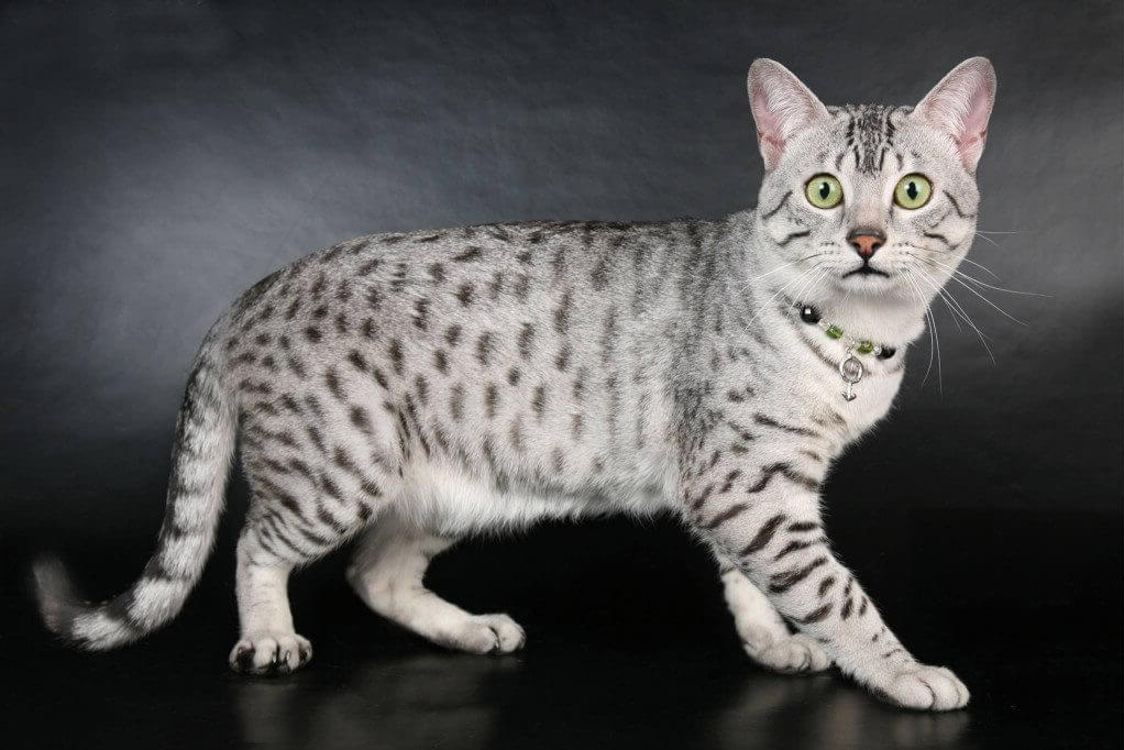 Arabian Mau - Сat Breed Information, Photo, Care, History - Fello.pet