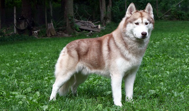 Chukotka Sled Dog