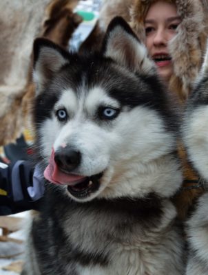 Chukotka Sled Dog