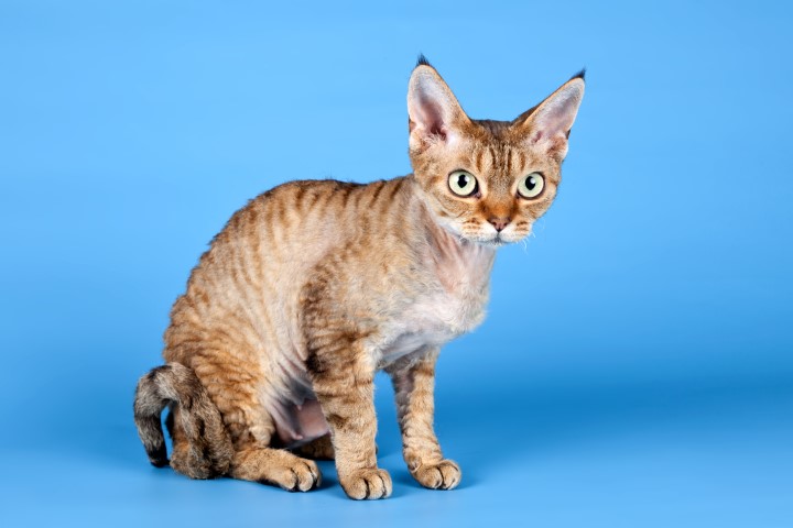 Devon Rex - Сat Breed Information, Photo, Care, History - Fello.pet