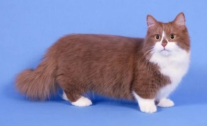 🐱 Munchkin Longhair - Сat Breed Information, Photo, Care, History