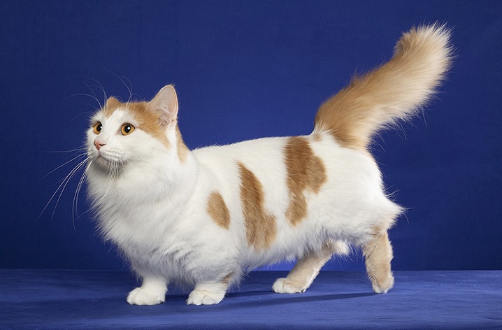 Munchkin Longhair - Сat Breed Information, Photo, Care, History - Fello.pet