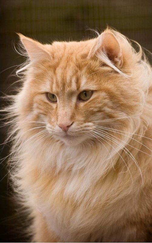 Norwegian Forest Cat Сat Breed Information, Photo, Care, History Fello.pet