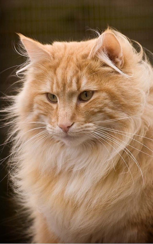 Norwegian Forest Cat Сat Breed Information, Photo, Care, History