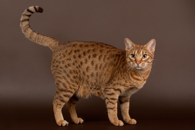 Ocicat - Сat Breed Information, Photo, Care, History - Fello.pet