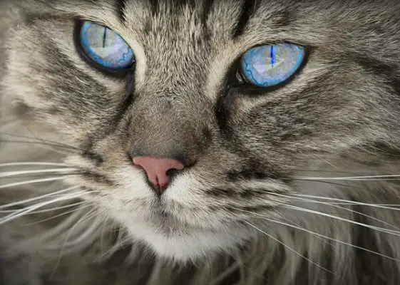 Ojos Azules Longhair