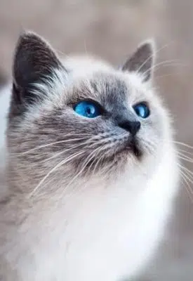 Ojos Azules Longhair