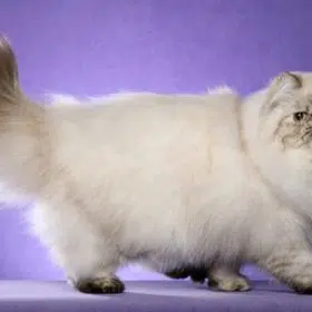 Persian (Colorpoint)