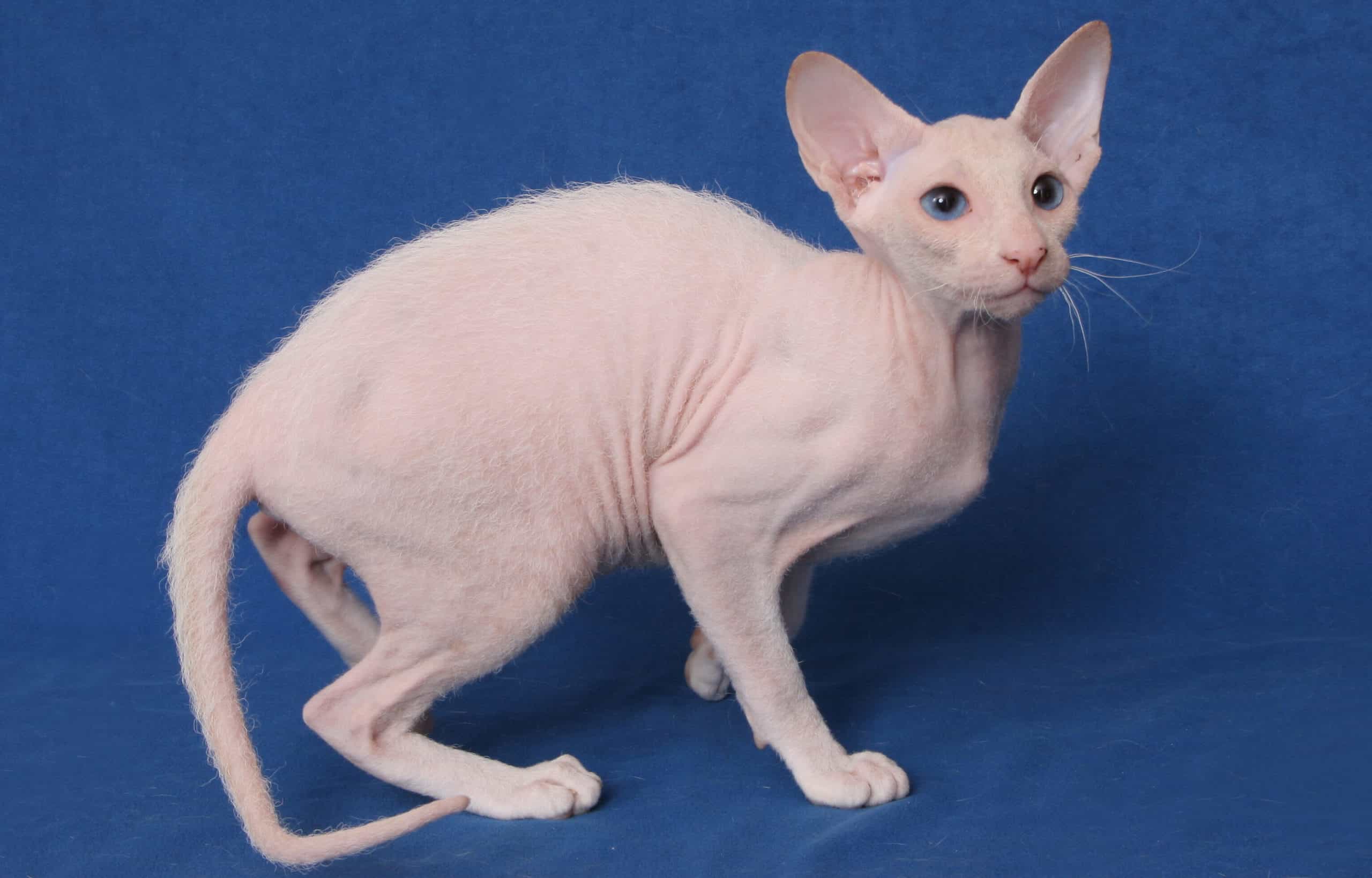 Peterbald - Сat Breed Information, Photo, Care, History - Fello.pet