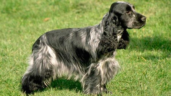 🐶 Russian Spaniel - Dog Breed Information, Photo, Care, History - Fello.pet