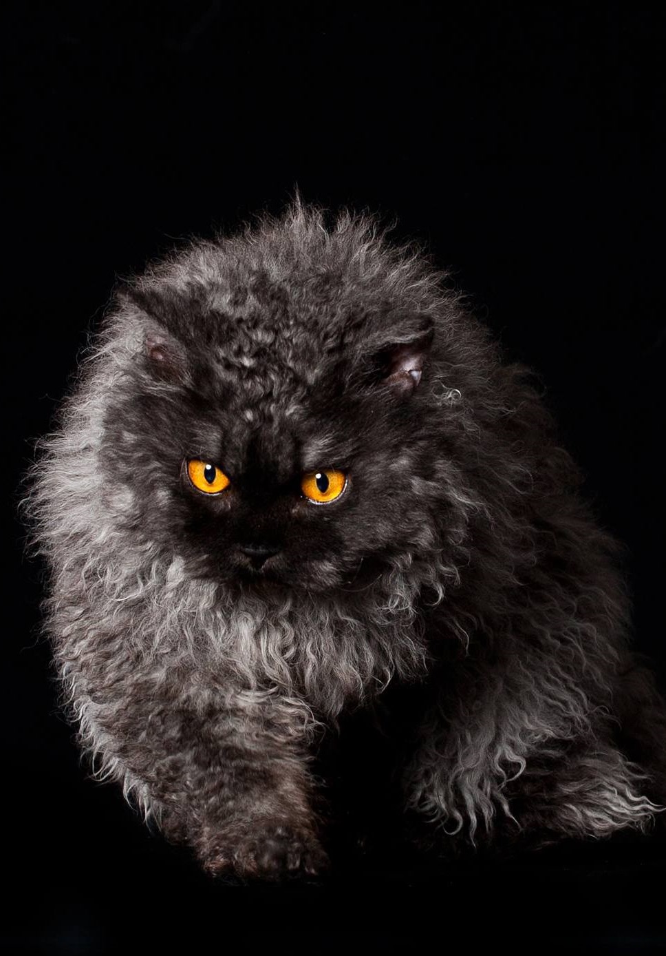 Selkirk Rex Longhair Сat Breed Information, Photo, Care, History