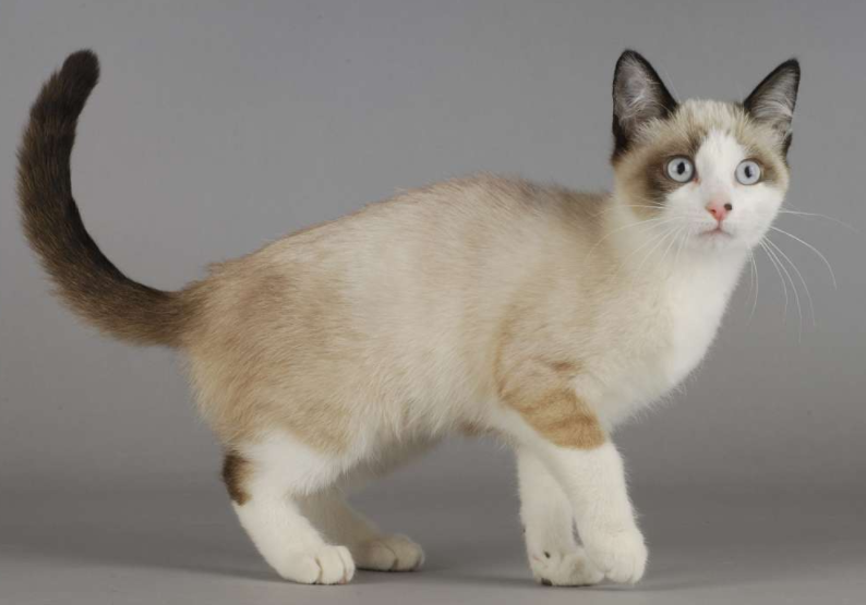 Snowshoe - Сat Breed Information, Photo, Care, History - Fello.pet