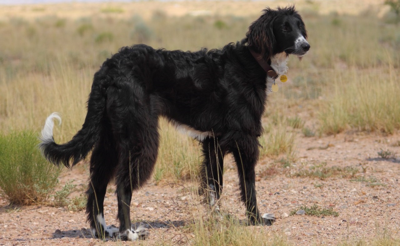 Taigan Dog Breed Information, Photo, Care, History Fello.pet