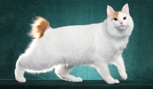🐈 Список усіх порід котів - Усі типи котів | Fello.pet
