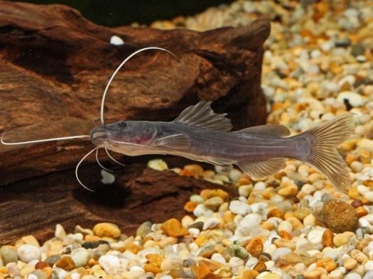 Asian Redtail Catfish