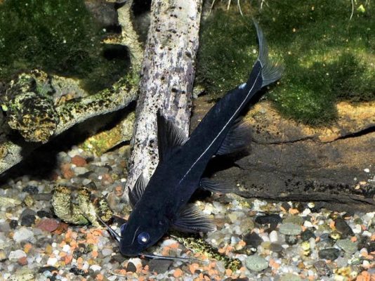 Black Lancer Catfish
