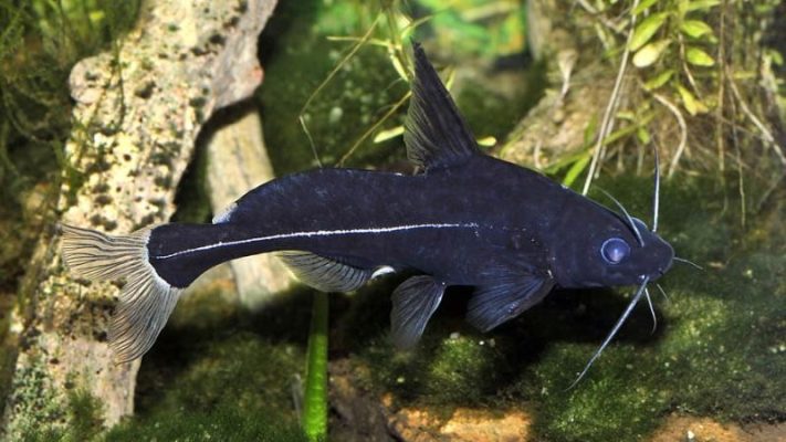Black Lancer Catfish