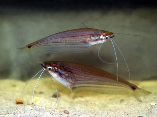 Borneo Glass Catfish