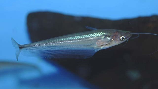 Borneo Glass Catfish