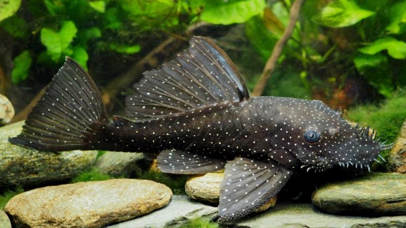 Bristlenose Pleco: Habitat, Care, Aquarium Maintenance