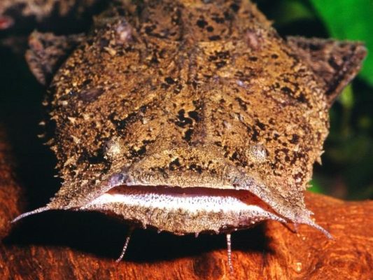 Chocolate Frogmouth Catfish