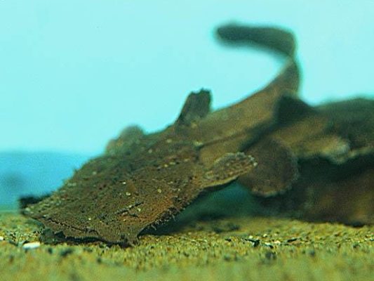 Chocolate Frogmouth Catfish