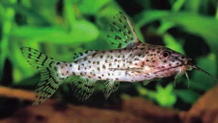 Common Syno (False Upside-Down Catfish)