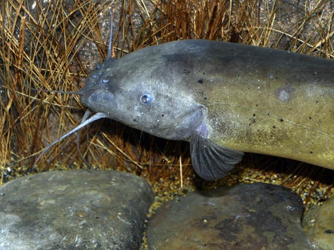 Electric Catfish: Habitat, Care, Aquarium Maintenance