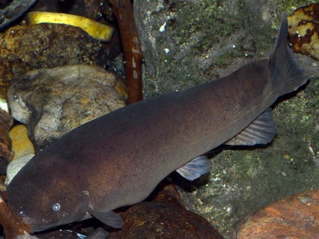 Electric Catfish: Habitat, Care, Aquarium Maintenance