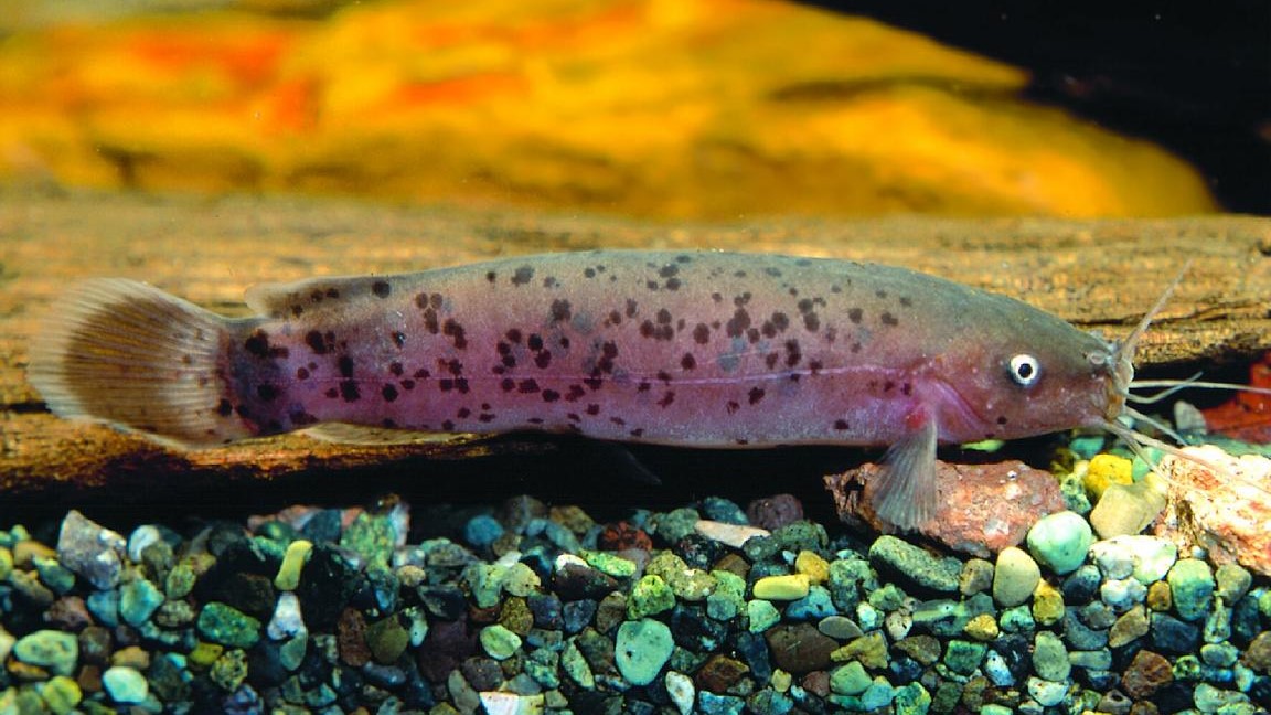 Electric Catfish: Habitat, Care, Aquarium Maintenance