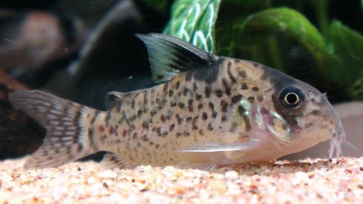 False Spotted Catfish