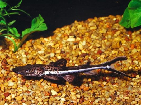 Firewood Catfish (Planiceps Shovelnose Satfish)