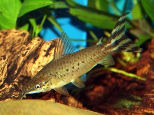 Flagtail Catfish
