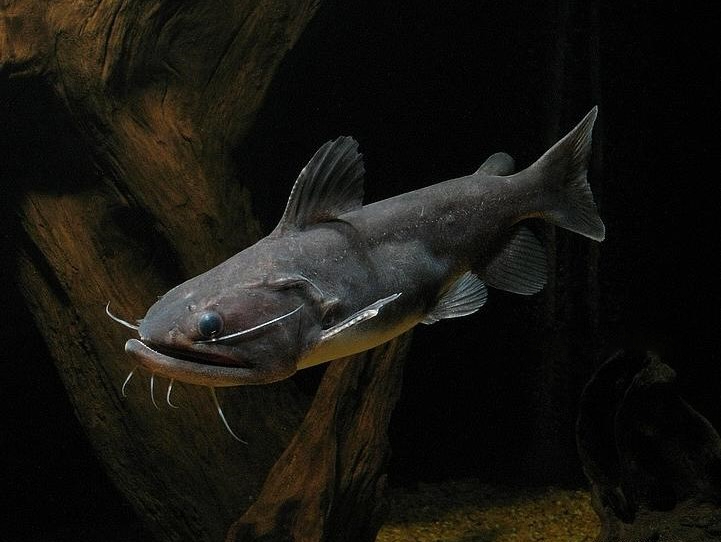 Gulper Catfish Habitat, Care, Aquarium Maintenance