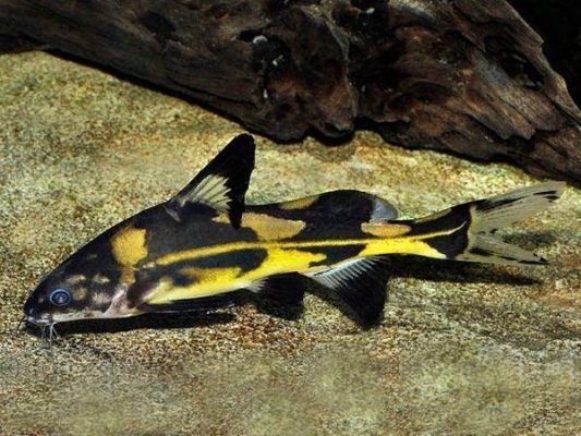 Harlequin Lancer Catfish