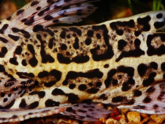 Jaguar Catfish