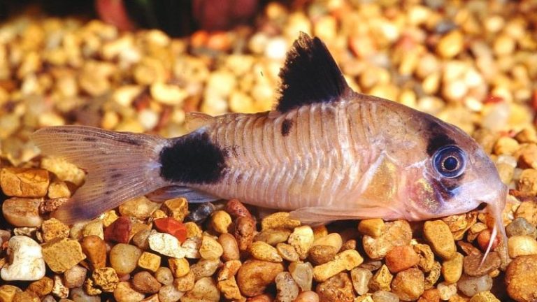 Panda Corydoras: Habitat, Care, Aquarium Maintenance