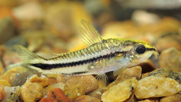 Pygmy Corydoras: Habitat, Care, Aquarium Maintenance