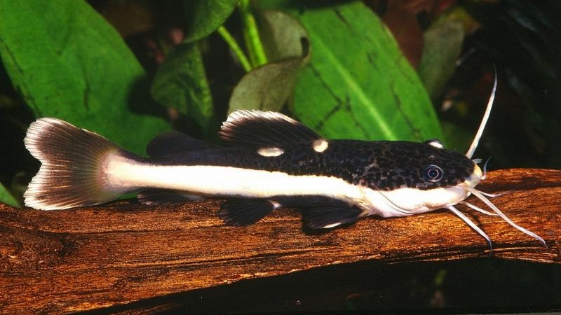 Redtail Catfish: Habitat, Care, Aquarium Maintenance