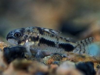 Salt And Pepper Catfish (Corydoras Habrosus)