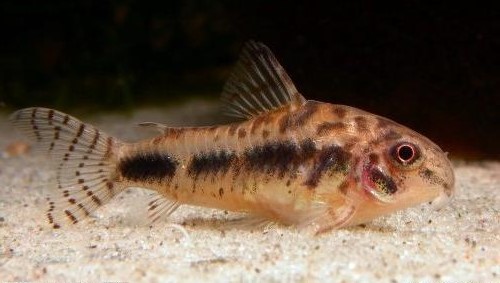 Salt And Pepper Catfish (Corydoras Habrosus)