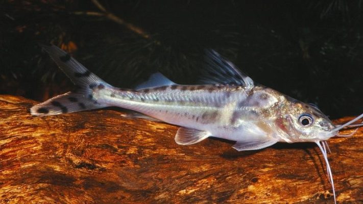 Spotted Pimelodus (Pictus, Pictus Catfish)