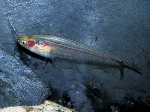 Striped Glass Catfish