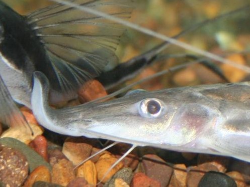 Sturgeon Catfish