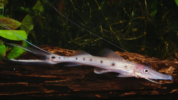 Sturgeon Catfish