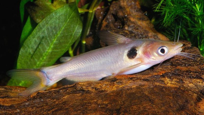 Sun Catfish: Habitat, Care, Aquarium Maintenance