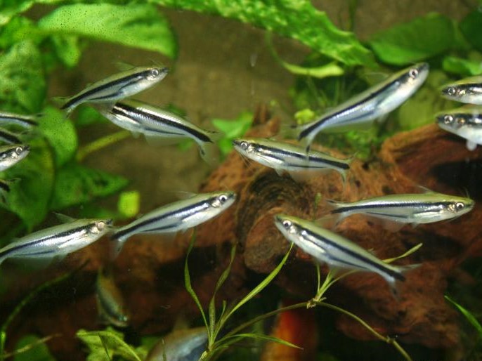 ThreeStriped African Catfish Habitat, Care, Aquarium Maintenance