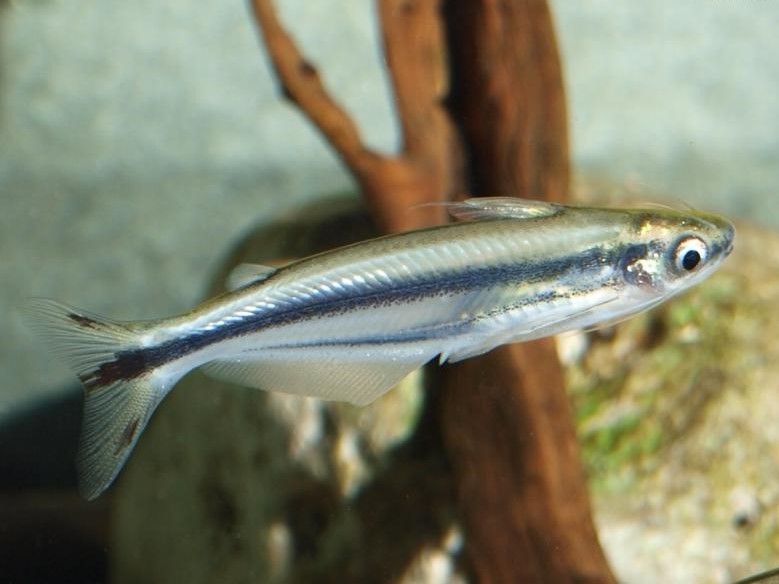 ThreeStriped African Catfish Habitat, Care, Aquarium Maintenance