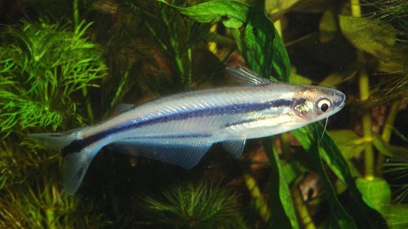 Three-Striped African Catfish: Habitat, Care, Aquarium Maintenance